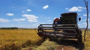 Viamão, uma das maiores produtoras de arroz do RS, abre safra com evento para o setor