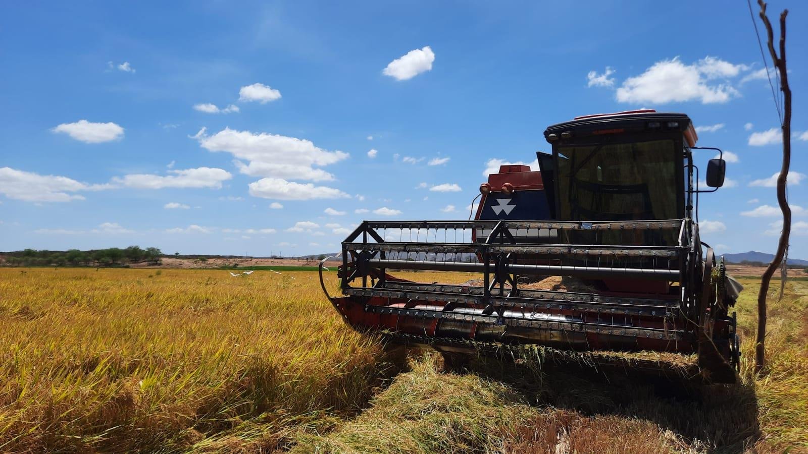 Viamão, uma das maiores produtoras de arroz do RS, abre safra com evento para o setor