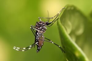 Sobe número de casos confirmados de dengue em Viamão
