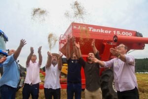 Evento que marca abertura da colheita do arroz em Viamão ocorre na próxima quinta-feira