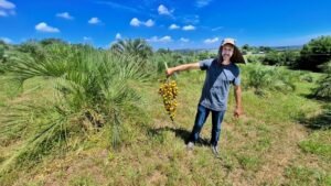 Cruzamento natural entre diferentes espécies de butiazeiro é descoberto em Viamão