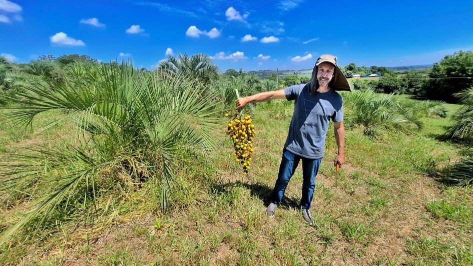 Cruzamento natural entre diferentes espécies de butiazeiro é descoberto em Viamão