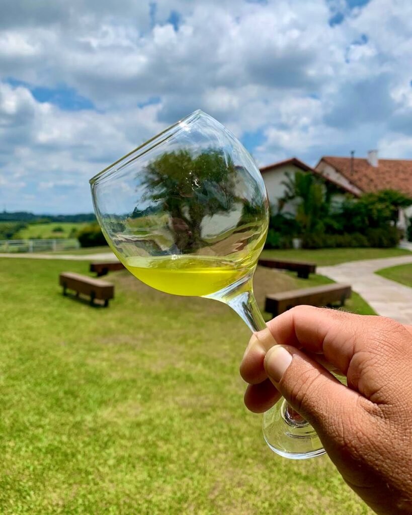 Localizada em Viamão, Estância das Oliveiras conquista premiações internacionais de alto renome