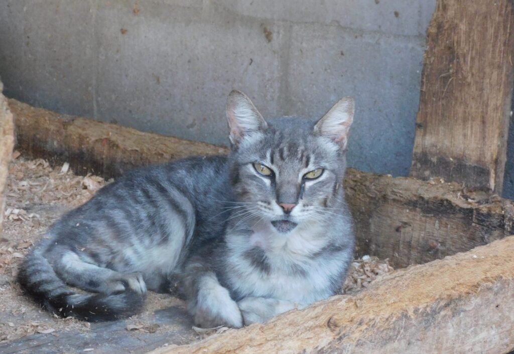 Delegacias de Gravataí, Viamão e Cachoeirinha estão entre as unidades com o selo “Amiga dos Animais”