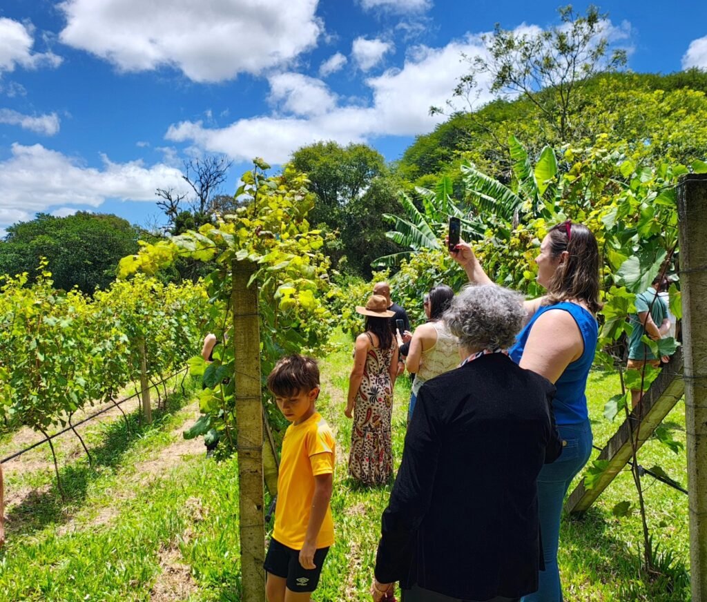 Aberto ao público, vinícola de Viamão realiza bazar rural neste domingo