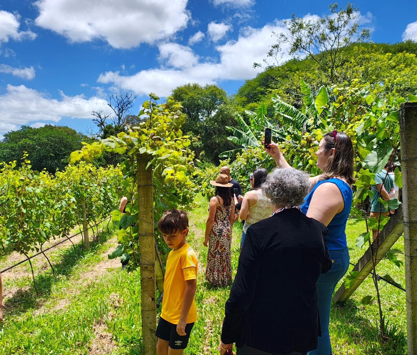 Aberto ao público, vinícola de Viamão realiza bazar rural neste domingo