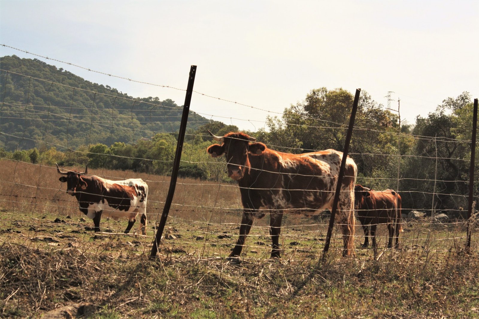 Comissão Jovem do Sindicato Rural de Viamão promove Circuito de Palestras em Bovinocultura