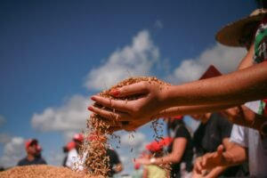 Arroz orgânico da reforma agrária de Viamão chega à merenda escolar em São Paulo