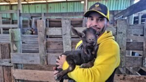 Fazenda de Viamão irá expor uma caprina leiteira da raça espanhola Murciana na Expointer